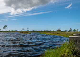 summer landscape with bog background and traditional vegetation, a wooden footpath leads through the bog, Nigula bog, Estonia