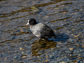 Closeup shot of a Eurasian Coot sitting on a rock
