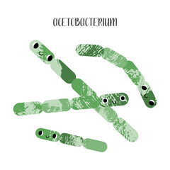 Acetobacterium. Cute lactic acid bacteria character. Probiotics. Good kawaii microorganism for gut, intestinal flora health. Microflora. Vector flat cartoon illustration