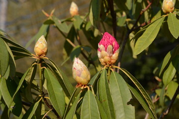 Obraz premium 春爛漫 開花直前のシャクナゲ