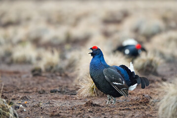 Lekking black grouse at morning on spring bog. Spring colors of morning moors with black grouse, blackcock. Lekking Male Black Grouse lek game at sunrise. Lyrurus tetrix lekking in Estonia, Saaremaa