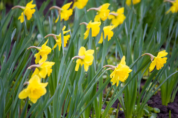 Obraz premium A bed with yellow daffodils. Narcissus.