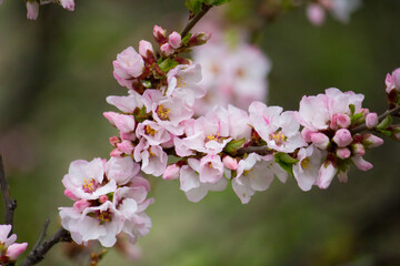 Fototapeta na wymiar Blooming apricot branch
