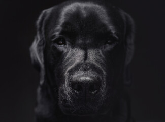 Fototapeta na wymiar Serious black labrador dog looks at camera in front view