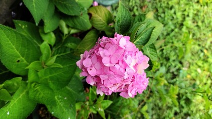 Beautiful pink flowers