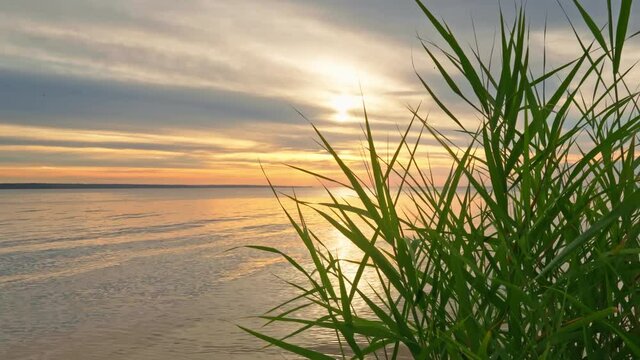 Reeds on the shore at the sunset. Beautiful nature video.