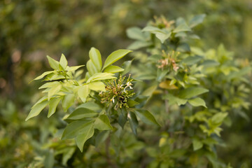 Close up of green leaves growing on the tree in the sunny day.