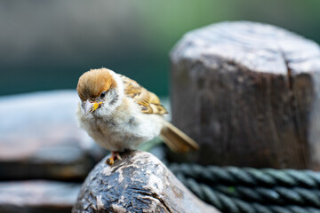 Selective focus of a small brown house sparrow perching on a wood