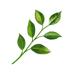 green branch with plants with leaves isolated on white. raster illustration with stem and large wide leaves