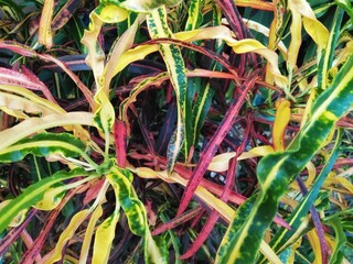 Colorful leaves on nature background