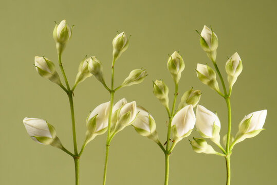 White buds of flowers on a green background, macro.