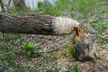 beavers piled a big tree by the river