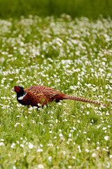 Common European male pheasant in the park.