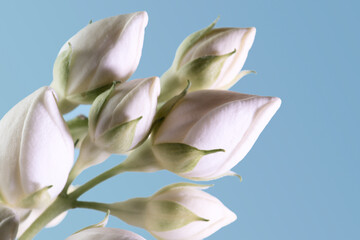 Obraz premium White flowers and buds on a blue background.