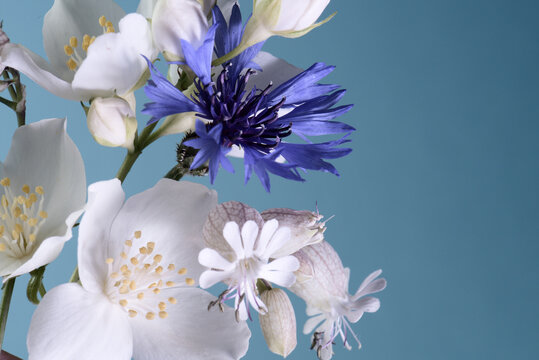 small bouquet of white wildflowers on a blue background.