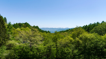 こまどり池から見える初夏の森／八千穂高原（長野県佐久穂町）