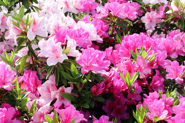 ツツジの花 4　ピンク2色