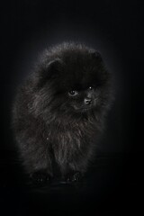 puppy spitz black isolated on black 