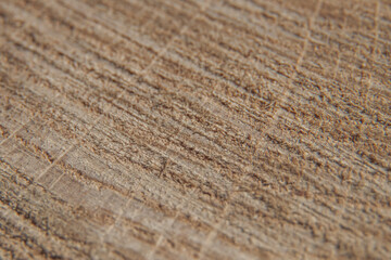 The uneven structure of the wood surface with fibers and stripes on the macro image. Selective focus