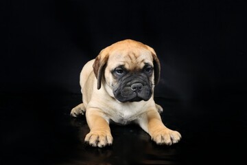 bullmastiff puppy isolated on black background