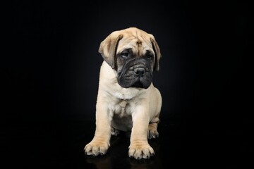 bullmastiff puppy isolated on black background