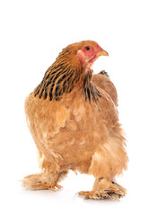 young brahma chicken