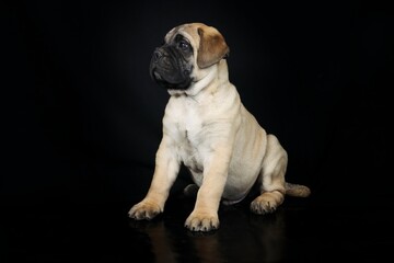 bullmastiff puppy isolated on black background