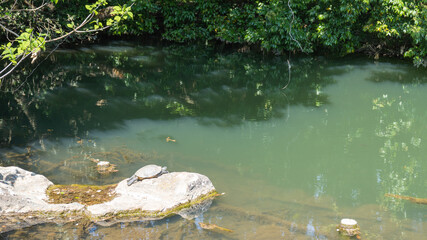 Park forest pond and turtle