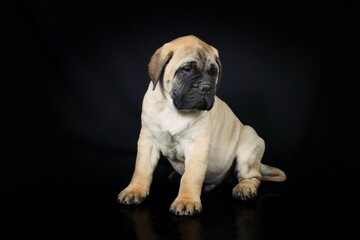 Obraz premium bullmastiff puppy isolated on black background