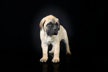 bullmastiff puppy isolated on black background