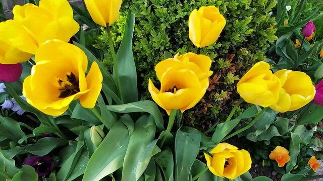 plusieurs tulipes dans un parterre de fleurs