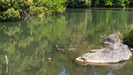 Park forest pond and turtle