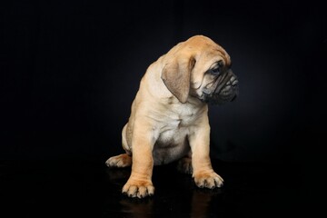 bullmastiff puppy isolated on black background