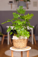 Tropical 'Philodendron Selloum' houseplant in basket flower pot on living room side table