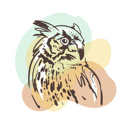 Owl sketch. Hand drawn color illustration. Vintage poster.