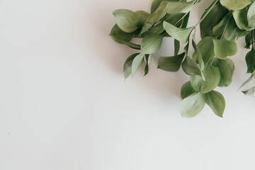 Top view of green leaves on white background, frame with place for text. Flatly view. Isolated background. Nature design. Natural Green flat lay leaves branches