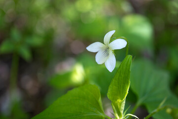 白いスミレの花をアップ（ミヤマツボスミレ）／Viola verecunda var. fibrllosa