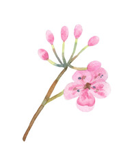 Naklejka na ściany i meble Cherry flower with buds isolated on white background. Single object. The illustration is hand-drawn in watercolor.
