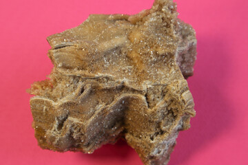 Ancient old petrified wood, excavation, minerals, on pink background Narrow focus line, shallow depth of field macro