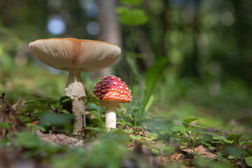 Fly agaric (Amanita muscaria) poisonous mushroom