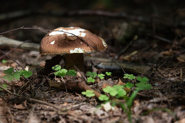 Porcini mushroom (Boletus edulis)