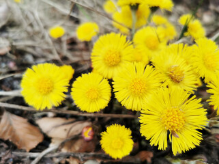 Closeup of coltsfoot flowers growing in th