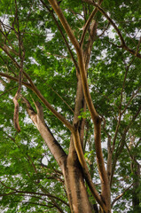 Tree in the Forest