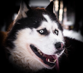 Portrait of a Husky, close-up. The head of a sled dog. The dog's eyes.