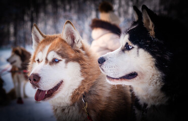 Two Husky dogs, close-up. The head of a sled dog. Dog eyes. A pair of sled dogs.