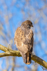 Buzzard in the forest. Sitting on a branch of a deciduous tree in winter. Wildlife Bird of Prey,. Detailed feathers in close up. Blue sky behind the trees. Wildlife scene from nature, seen from behind