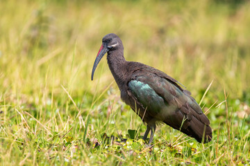 Hadada Ibis - Bostrychia hagedash, beautiful large ibis from African savannahs, bushes and lakes, Lake Ziway, Ethiopia.