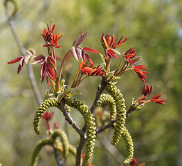 Männliche Blüten und Blütenknospe von Echte Walnuss (Juglans regia)