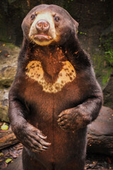Naklejka premium Bear in the Zoo