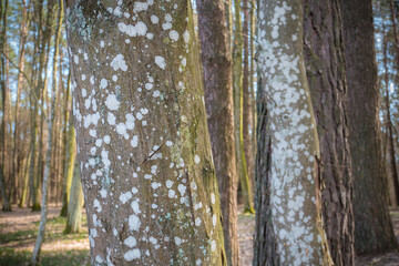 Fototapeta premium Moss on the tree trunk. Fungus disease. Close up photo.